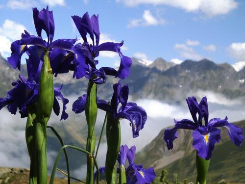 English Iris – Iris Latifolia
